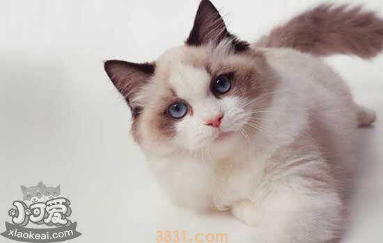 猫鼻子干燥是怎么回事 猫鼻子干燥正常吗(图1)