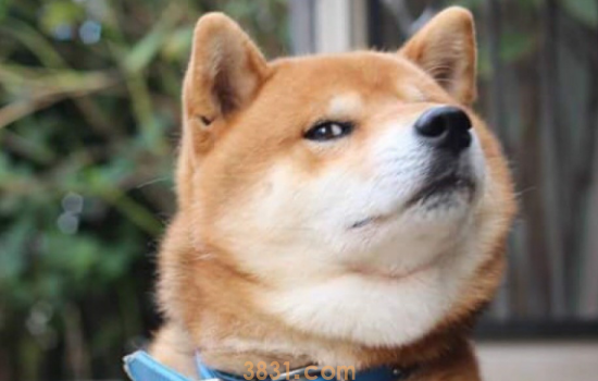 柴犬为什么会笑 柴犬笑起来真的会治愈人!(图1)