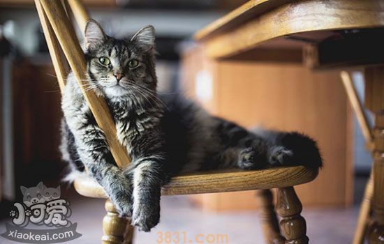 猫咪换猫粮拉稀怎么办(图1)