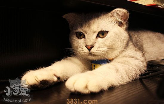 猫咪宫缩多久生第一只(图2)
