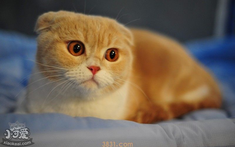 猫为什么会呕吐 猫呕吐有什么原因(图1)