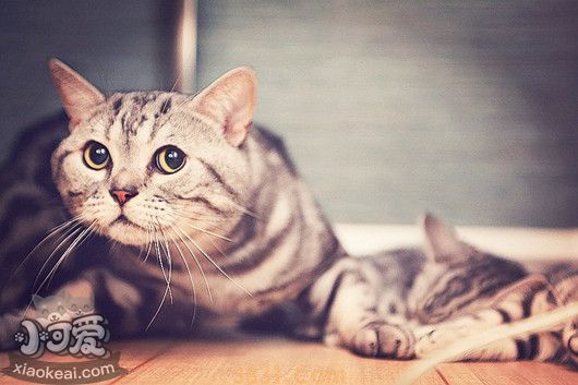 猫不吃猫粮是为什么 猫不吃猫粮是什么原因(图1)