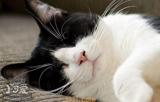 猫胰腺炎的症状及治疗 猫胰腺炎是什么症状(图1)