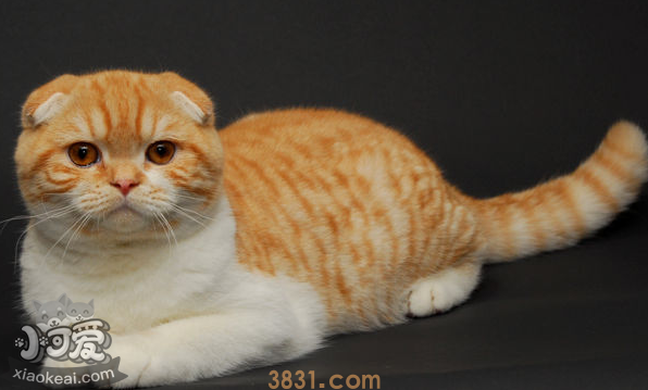 猫不吃猫粮是为什么 猫不吃猫粮是什么原因(图2)