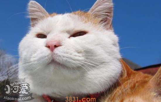 猫胰腺炎的症状及治疗 猫胰腺炎是什么症状(图2)