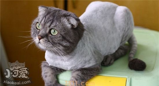 给猫剃毛好不好 有什么注意事项(图1)