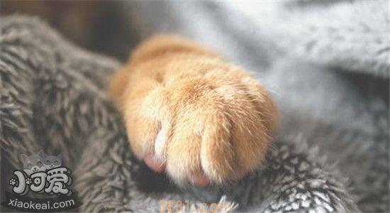 如何给猫修剪指甲 为什么要给猫修剪指甲(图1)