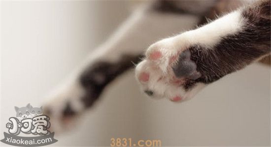 如何给猫修剪指甲 为什么要给猫修剪指甲(图2)