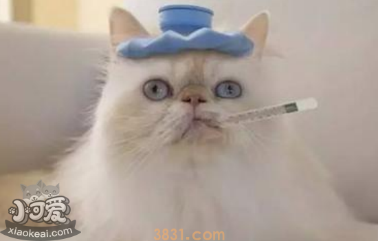 猫无征兆突然死亡 猫突然死亡是什么原因(图1)