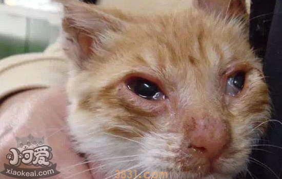 猫无征兆突然死亡 猫突然死亡是什么原因(图2)
