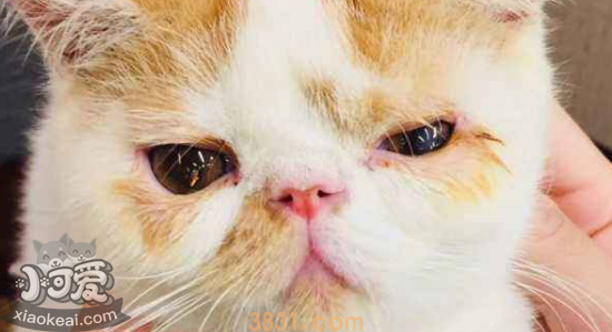 猫藓症状 猫得了猫藓症状(图1)