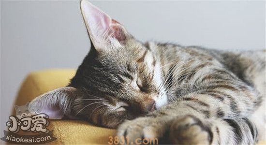 猫咕咕叫是什么意思 你还不明白吗(图1)