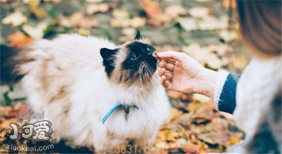 猫咕咕叫是什么意思 你还不明白吗(图2)