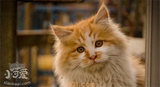 加菲猫泪痕重的原因是什么 以下几点要注意(图1)