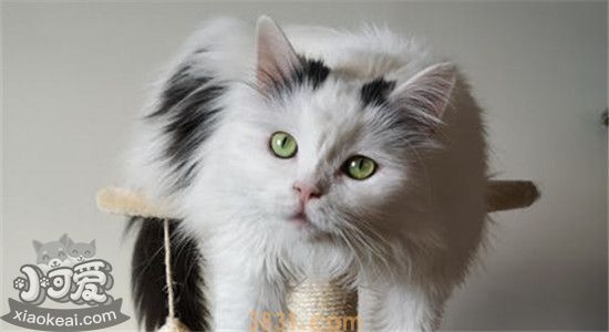 加菲猫泪痕重的原因是什么 以下几点要注意(图2)