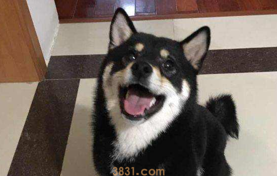 什么颜色的柴犬最贵 柴犬竟然分这么多你都知道吗?(图2)