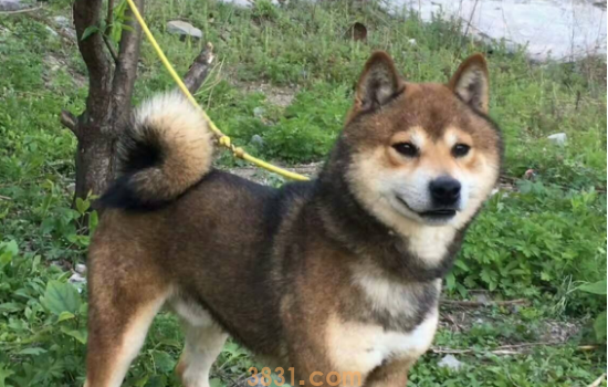 什么颜色的柴犬最贵 柴犬竟然分这么多你都知道吗?(图3)