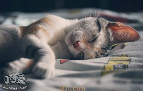猫死了怎么处理(图1)