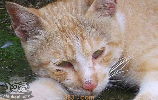 猫拉稀什么颜色是猫瘟 猫瘟的症状是什么(图1)