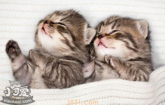 小奶猫眼睛糊住了怎么办 警惕猫鼻支(图1)