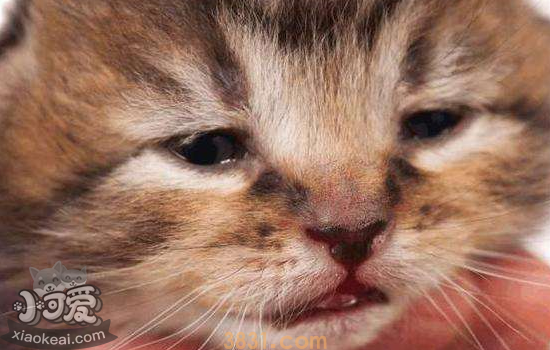 猫不吃猫粮是为什么 猫为什么不吃饭(图1)