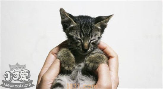 猫能吃的水果有哪些 这些水果对猫有什么好处(图1)