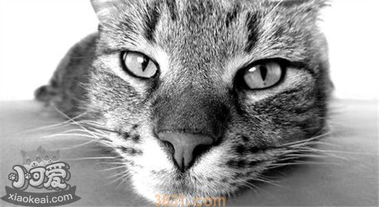 猫能吃的水果有哪些 这些水果对猫有什么好处(图2)