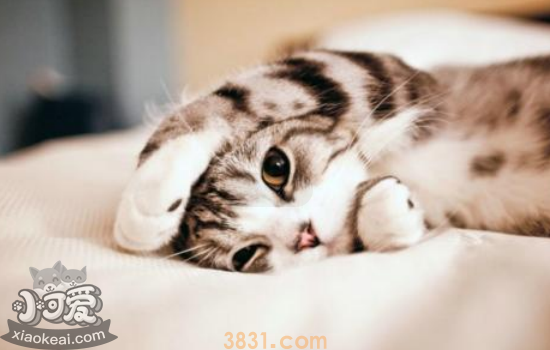 新生小猫危险期 新生小猫饲养方法(图1)