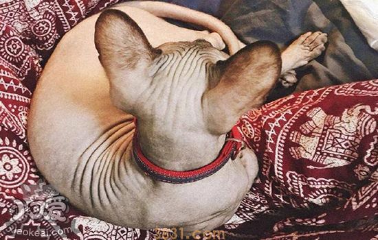 猫为什么轻微发抖 你了解你家猫吗(图2)