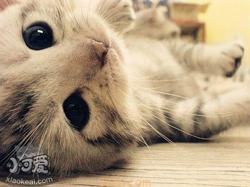 猫流眼泪怎么办 猫流眼泪是因为什么原因(图1)