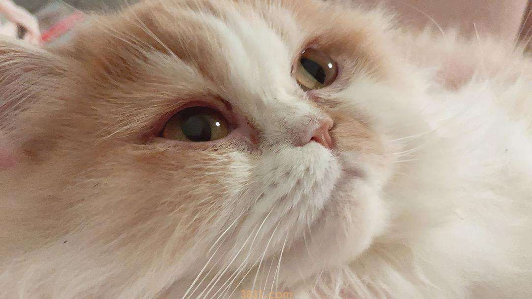 猫鼻子由粉变白 猫咪常见症状治疗(图1)