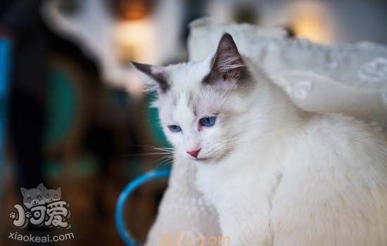 猫咪单个眼睛红 猫咪眼睛红肿(图2)