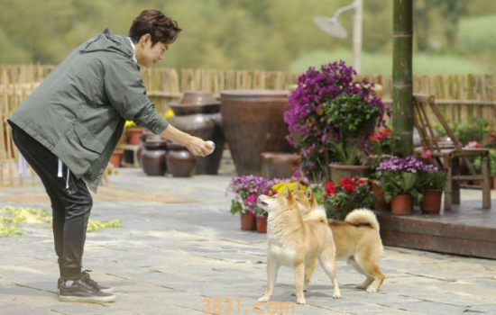小h是什么品种的柴犬 小h还有很多伙伴呢!(图1)