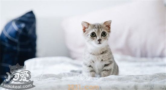 猫咪不爱喝水怎么办 如何增加猫咪的饮水量(图1)