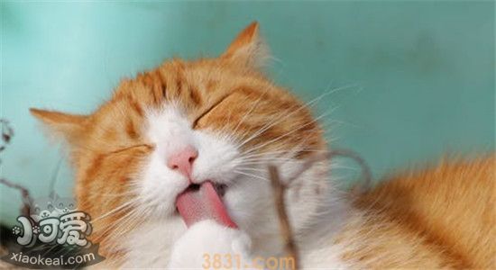猫咪不爱喝水怎么办 如何增加猫咪的饮水量(图2)