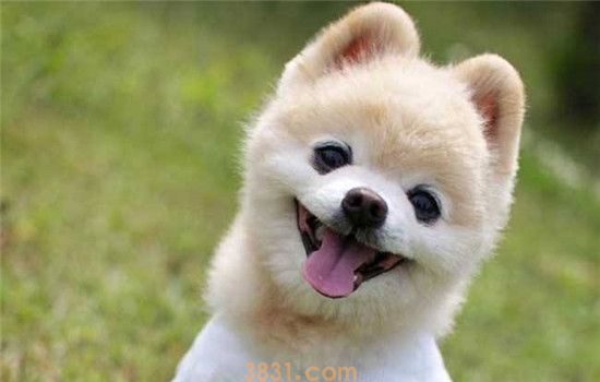 俊介狗是什么品种 为什么俊介长得不像博美(图1)