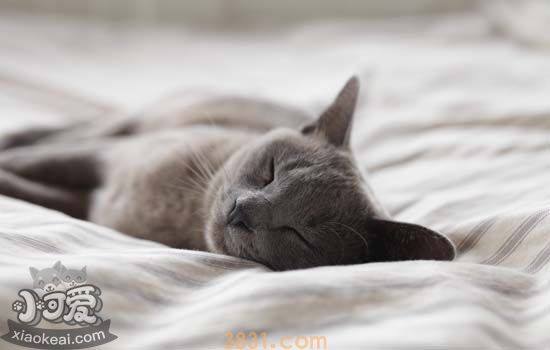猫要生产前有什么症状 猫生产前的征兆(图1)