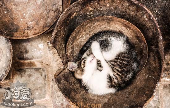 猫要生产前有什么症状 猫生产前的征兆(图2)