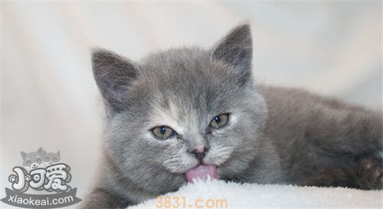 猫不能吃什么水果 主人们要注意了(图1)
