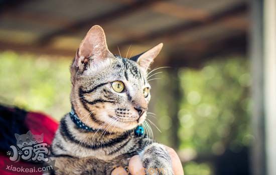 猫咪打喷嚏但是很活泼 猫咪打喷嚏但是很活泼怎么办(图1)