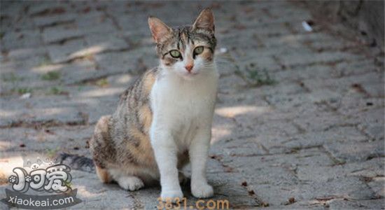 猫不能吃什么水果 主人们要注意了(图2)