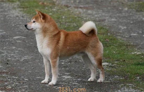 向往的生活中的狗狗是什么品种 饲养柴犬要注意什么(图1)