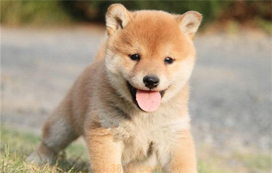 向往的生活中的狗狗是什么品种 饲养柴犬要注意什么(图2)