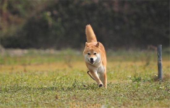 向往的生活h是什么犬 小H这种狗要如何饲养呢(图2)