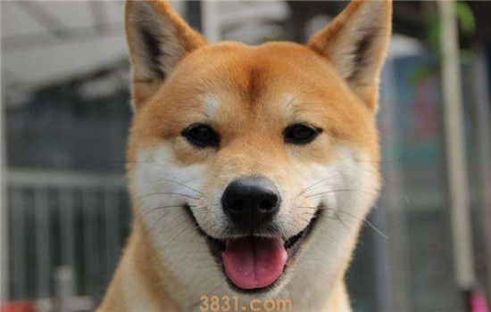 向往的生活h是什么犬 小H这种狗要如何饲养呢(图1)