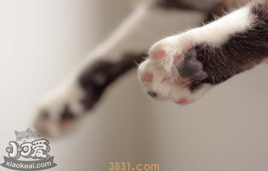 猫需要打什么疫苗 猫打疫苗后要注意什么(图2)