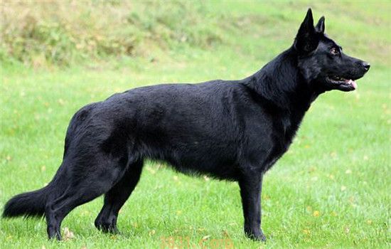 东德怎么看纯种 三个方面可以分辨东德犬纯不纯(图2)