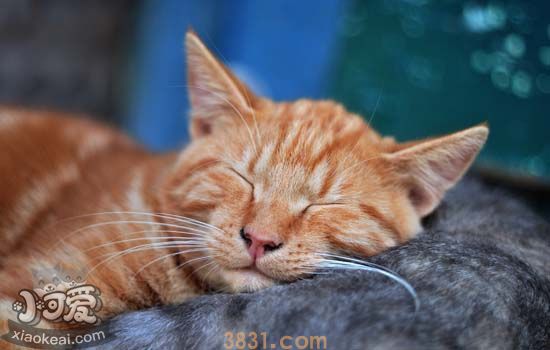 猫需要刷牙吗 给猫刷牙的步骤是什么(图1)