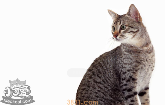 如何判断猫咪是难产 母猫难产原因及症状(图1)