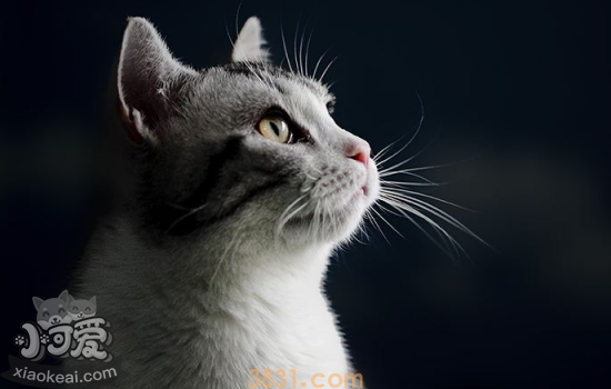 母猫多久咬断小猫脐带 母猫生产前后须知(图1)